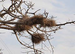 Bubalornis albirostris