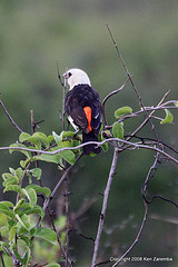 Dinemellia dinemelli