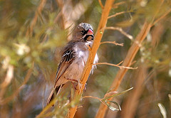 Sporopipes squamifrons