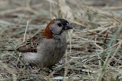 Sporopipes frontalis