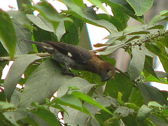 Amblyospiza albifrons