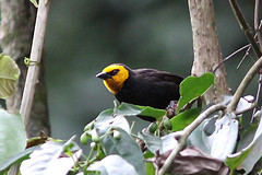 Ploceus melanogaster