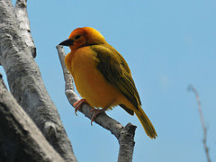 Ploceus castaneiceps