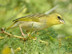 Ploceus xanthopterus