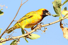 Ploceus taeniopterus