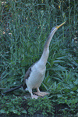 Anhinga melanogaster