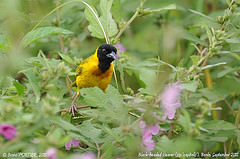 Ploceus melanocephalus