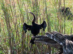 Anhinga rufa