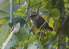 Ploceus superciliosus