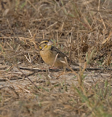 Ploceus benghalensis