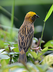 Ploceus megarhynchus