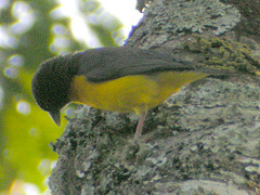 Ploceus bicolor