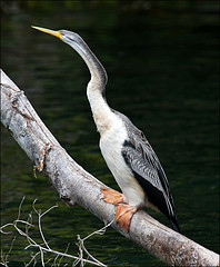 Anhinga novaehollandiae