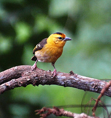 Ploceus sanctithomae