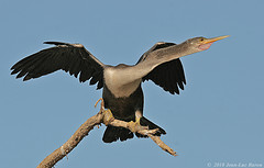 Anhinga anhinga
