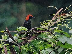 Malimbus rubricollis