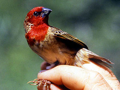 Quelea cardinalis
