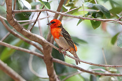 Foudia madagascariensis