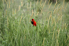 Euplectes nigroventris