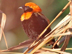 Euplectes hordeaceus