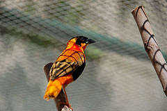 Euplectes franciscanus