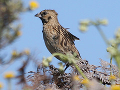 Euplectes psammacromius