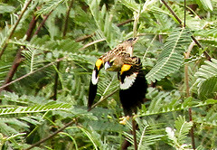 Euplectes albonotatus