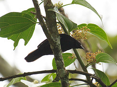 Nigrita canicapillus