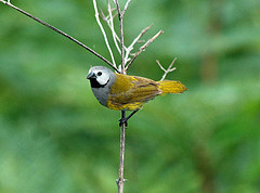 Nesocharis capistrata