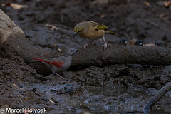 Pytilia phoenicoptera