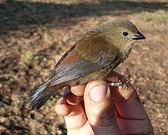 Cryptospiza salvadorii