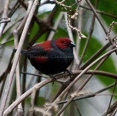 Cryptospiza jacksoni