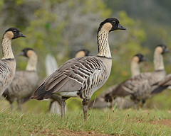 Branta sandvicensis