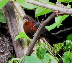 Spermophaga haematina