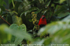 Spermophaga ruficapilla