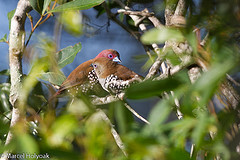 Hypargos margaritatus