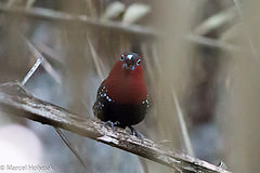 Hypargos niveoguttatus