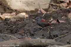 Euschistospiza dybowskii