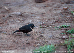 Euschistospiza cinereovinacea