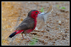 Lagonosticta rufopicta