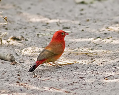 Lagonosticta senegala