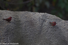 Lagonosticta sanguinodorsalis