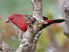 Lagonosticta rubricata