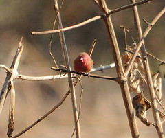 Lagonosticta rhodopareia