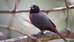 Lagonosticta larvata