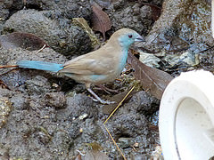 Uraeginthus angolensis