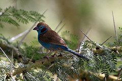 Uraeginthus bengalus