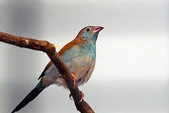 Uraeginthus cyanocephalus