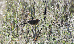 Uraeginthus granatinus