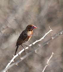 Uraeginthus ianthinogaster